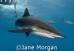 Silky shark under the boat in Cuba. Nikon D80 by Jane Morgan 